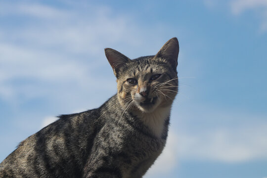 Indonesian local Cat with weird expression against the clear blue sky. Cat stock photo.