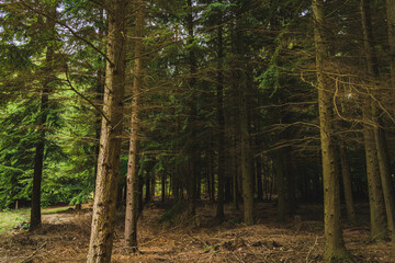 Obraz premium trees in the woods