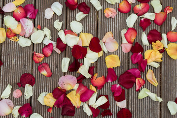 Rose petals lie on the floor. Wooden boards, flower petals - red, pink and white