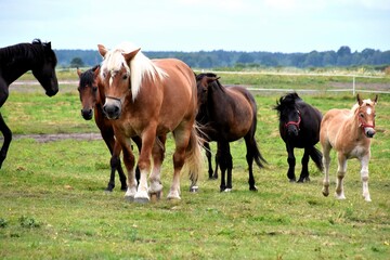 horses on the meadow, farm, herd, stallion, mare