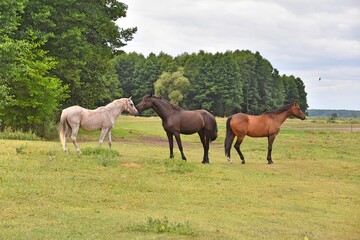 Obraz na płótnie Canvas horses on the meadow, farm, herd, stallion, mare