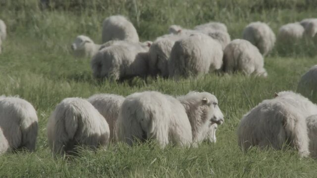 sheeps on the meadow in the duemmer basin