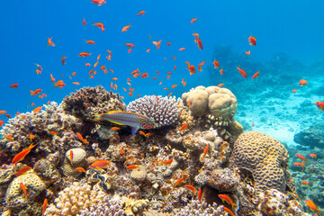Fototapeta na wymiar Colorful, picturesque coral reef at the bottom of tropical sea, hard corals and fishes Anthias, underwater landscape