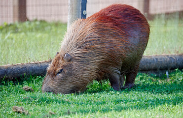 Capybara grazing at a wildlife park