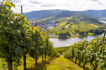 Ballade au bord de la Moselle