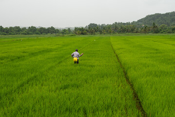 Local farmers cultivating paddy fields during monsoon in Goa India. Beautiful farming landscape.