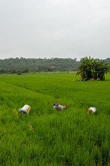 Local farmers cultivating paddy fields during monsoon in Goa India. Beautiful farming landscape.
