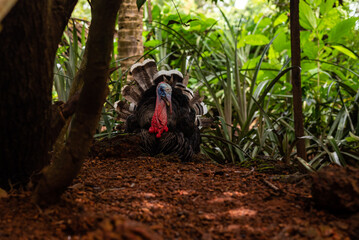 A male turkey strutting in a poultry farm with full feather displayed . Turkey Trot . One Mature...