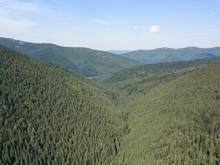 Obraz premium Green mountains of the Ukrainian Carpathians on a sunny summer morning. Coniferous trees on the mountain slopes and green grass. Aerial drone view.