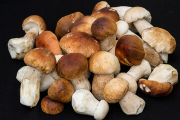 Bunch of porcini mushrooms on black