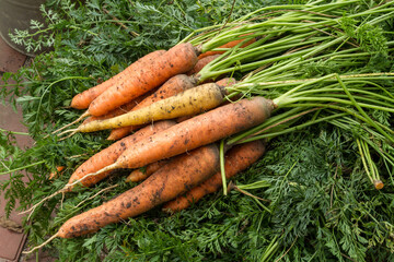 Natural carrots from the garden