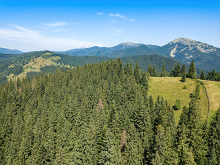 Green mountains of the Ukrainian Carpathians on a sunny summer morning. Coniferous trees on the mountain slopes and green grass. Aerial drone view.