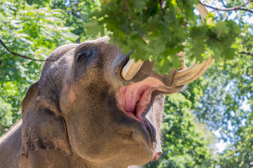 Elephant picking leafs from a tree with his trunk