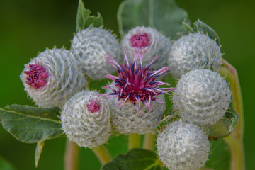 Burdock green in the field
