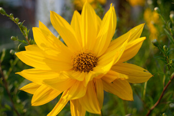 Yellow Flower