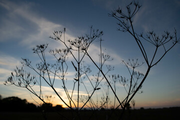 Seedhead silhouettes by sunset