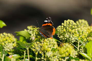 Red admiral butterfly (Vanessa Atalanta) perched on ivy hedge (hedera helix) in Zurich, Switzerland
