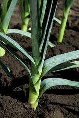Fototapeta premium Fresh green leek growing in field on sunny day