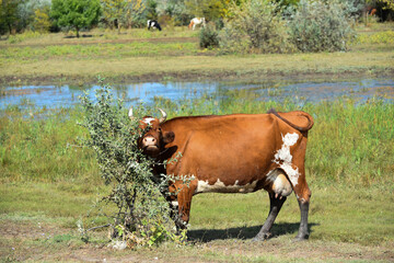 Milk cow grazing on the farm, cow protection 