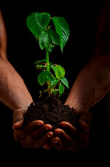 hands holding a plant