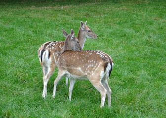 Naklejka na ściany i meble Two does of the European or common fallow deer grouping together 
