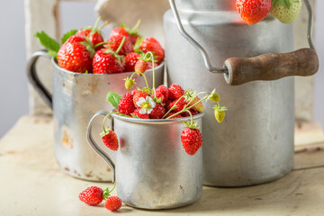 Juicy wild strawberries straight from garden. Unique fruits from garden.