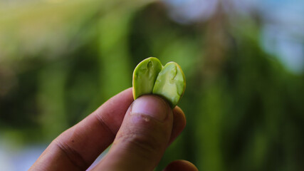 Close-up view Petai or Bitter Beans seeds on hand with defocused background of a bunch of Fresh Petai or Bitter Beans (Parkia speciosa, twisted cluster bean, or stink bean) on hand
