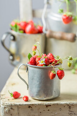 Ripe wild strawberries freshly picked from garden. Red wild strawberries.