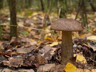 A beautiful mushroom in the background of the autumn forest. Leccinum quercinum. Leccinum scabrum.