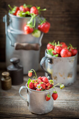 Sweet wild strawberries freshly picked from garden. Red wild strawberries.