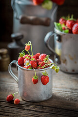 Delicious wild strawberries straight from garden. Unique fruits from garden.