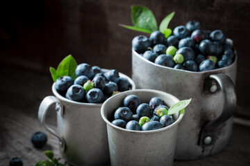 Healthy blueberries straight from garden. Freshly harvested fruits.