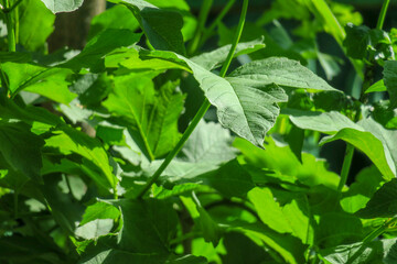 Fototapete bei efototapeten.de bestellen   