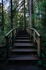 Fototapeta premium wooden bridge in the forest