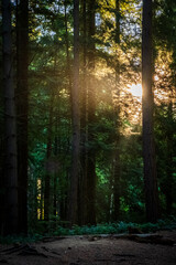 Morning light filters through the trees in a quiet evergreen forest