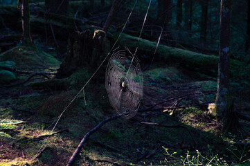 spider web in the forest