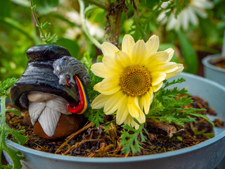 Romanian Decebalus Gnome in a flower pot with yellow flower