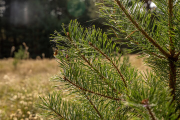 Young Pine buds in spring. Pinus sylvestris, pinus nigra, mountain pine. Pinus tree on a sunny spring day