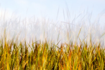 Obraz premium Motion blur and long exposure create dreamy scenes with tall green grass