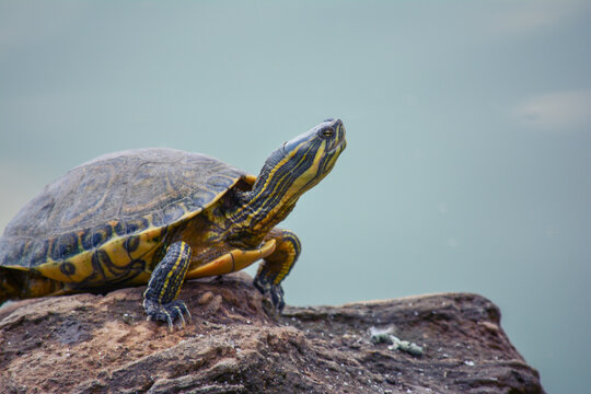 tortoise on the rock sunbathing