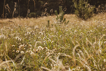 Beautiful soft focused dry grasses and plants on a sunny day. 