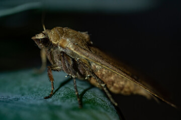 macro of a moth on a leaf