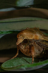 Obraz premium macro of a moth on a leaf 