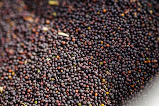 Agricultural harvest rapeseed,an important raw material for vegetable oil