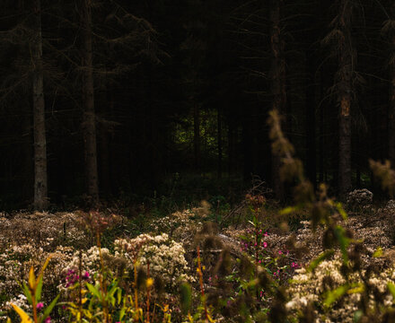 a meadow in front of a dark forest with a illuminated spot