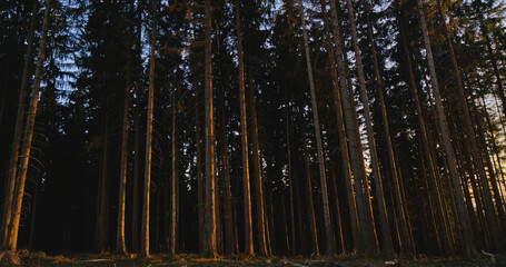 forest in the sunset