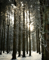 forest in winter