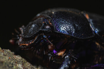 A macro photography of a dung beetle 