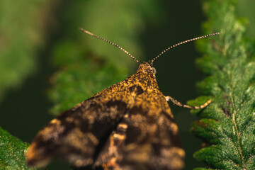 a moth on a leaf 