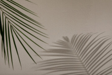 Tropical palm branch casting shadow on light wall